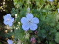 Geranium pratense `Mrs Kendall Clark` Royalty Free Stock Photo