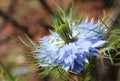 Pale blue flowers of Nigella damascena Royalty Free Stock Photo