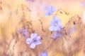 Pale blue flowers on a yellow brown background. The beautiful blurred background with flowers. Flax of the field.