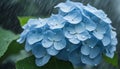 Pale blue hydrangea wet in the rain of rainy season Royalty Free Stock Photo
