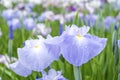 Pale blue Japanese iris