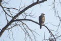 Juvenile Crested or Changeable Hawk Eagle Royalty Free Stock Photo