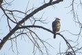 Juvenile Crested or Changeable Hawk Eagle