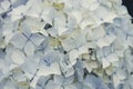 Pale blue and white hydrangea macrophylia flowers close up Royalty Free Stock Photo