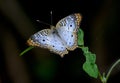 Pale blue White Peacock Butterfly Royalty Free Stock Photo