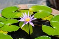 Pale blue yellow centre water lily statuesque form