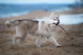 A pale breed puppy Siberian husky plays early in the morning in the fog with a stick