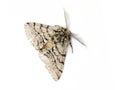 Pale brindled beauty moth