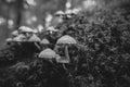 Pale brittlestem on moss-covered deadwood - black and white