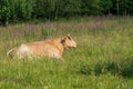 Pale brown cow lying down in a lush green pasture Royalty Free Stock Photo