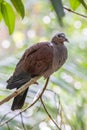 The pale-capped pigeon (Columba punicea) Royalty Free Stock Photo