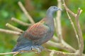 Pale-capped Pigeon Royalty Free Stock Photo