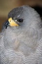 Pale Chanting Goshawk Royalty Free Stock Photo