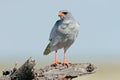 Pale Chanting goshawk Royalty Free Stock Photo