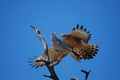 Pale Chanting Goshawk (Melierax canorus) Royalty Free Stock Photo