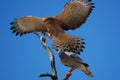 Pale Chanting Goshawk (Melierax canorus)