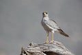 Pale Chanting Goshawk, melierax canorus, Adult standing on Branch, Masai Mara Park in Kenya