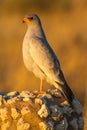 Pale Chanting Goshawk Melierax canorus perched on a rock Royalty Free Stock Photo