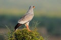 Pale Chanting goshawk