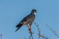 A Pale Chanting-goshawk - Melierax canorus- Sitting on Branch in Etosha National Park Royalty Free Stock Photo