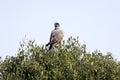 Pale chanting goshawk, Melierax canorus, on a tree in the Etosha National Park, Namibia Royalty Free Stock Photo