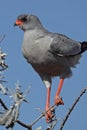 Pale chanting goshawk, Namibia Royalty Free Stock Photo