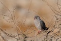 Pale chanting goshawk sit in a tree, etoaha nationalpark, namibia