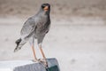 Pale Chanting Goshawk stands on a concrete bollard in the midday sun in Etosha National Park Namibia