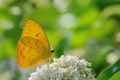 Pale Clouded Yellow butterfly Royalty Free Stock Photo