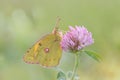 Pale clouded yellow butterfly (Colias crocea). Royalty Free Stock Photo