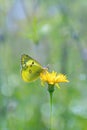 Pale clouded yellow butterfly (Colias Hyale).