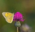 Pale Clouded Yellow Butterfly (Colias Hyale) on a Meadow Thistle Royalty Free Stock Photo