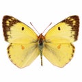 Pale clouded yellow butterfly