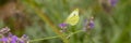 A pale clouded yellow butterfly