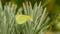 A pale clouded yellow butterfly