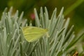 A pale clouded yellow butterfly Royalty Free Stock Photo