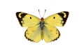 Pale clouded yellow butterfly, isolated on white background Royalty Free Stock Photo