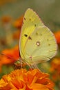 Pale clouded yellow butterfly Royalty Free Stock Photo