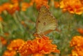 Pale clouded yellow butterfly Royalty Free Stock Photo