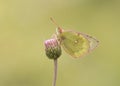 Pale clouded yellow butterfly resting on a flower