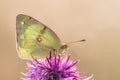Pale clouded yellow Colias hyale in backlight at sunrise Royalty Free Stock Photo