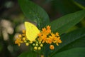 Pale clouded yellow or colias hyale butterfly female feeding nectar on orange flowers with blurry bokeh background