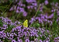 Pale clouded yellow or Colias hyale Royalty Free Stock Photo