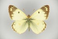 Pale clouded yellow, Colias hyale family Pieridae, a butterfly