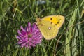 Pale clouded yellow (Colias hyale) Royalty Free Stock Photo