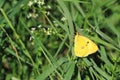 Pale clouded yellow