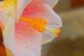 Pale Hibiscus in white and yellow