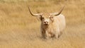 Pale colored Highland Cow eating long grass. Royalty Free Stock Photo