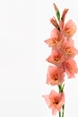 Pale coral gladiolus flower isolated on white background Royalty Free Stock Photo