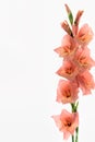 Pale coral gladiolus flower isolated on white background